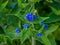 Macro closeup of a borage plant with blooming blue flowers, garden and wild flower from Europe, nature background