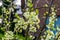 Macro closeup of a branch filled with white flowers, organic fruit tree during spring season