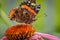 Macro closeup of a butterfly on a purple coneflower in summer