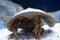 a Macro closeup of a chinese or japanese horseshoe crab a water scorpion from the asian waters