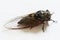 Macro closeup of a cicada, white background