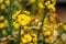 Macro closeup of a cluster of yellow wallflowers in bloom, popular cultivated garden plant from Europe, nature background