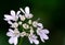 Macro closeup of coriander flowers