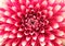 Macro(closeup) of dahlia flower with pink petals in circles