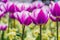 Macro closeup of a field of white and purple tulip flowers, traditional dutch garden flowers, nature background