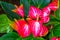 Macro closeup of Flamingo spadix flower, popular houseplant, Tropical plant specie from America