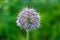 Macro closeup of a flowering giant onion, beautiful decorative garden plant with purple flower globes with a red and black striped