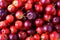 Macro, closeup of fresh organic Acerola group. juicy and selected fruits