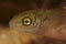 Macro closeup on the head and gills of a larvae of the Italian newt, Lissotriton italicus