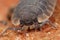 Macro closeup on the head of a Rough woodlouse, Porcellio scaber