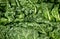 Macro closeup of healthy green fresh silverbeet