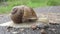 Macro closeup of Helix pomatia Roman snail known as Burgundy snail it is an edible snail escargot mollusk from the