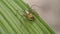 Macro closeup on Hyllus semicupreus Jumping Spider