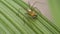 Macro closeup on Hyllus semicupreus Jumping Spider