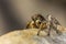 Macro closeup. Hyllus semicupreus Jumping Spider on a rock.