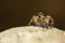 Macro closeup. Hyllus semicupreus Jumping Spider on a rock.