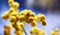 Macro closeup inflorescence of blooming Acacia dealbata also known as silver wattle, blue wattle or mimosa flower.