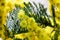 Macro closeup inflorescence of blooming Acacia dealbata also known as silver wattle, blue wattle or mimosa flower.