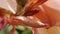 Macro closeup of the inside of a Nerium oleander flower