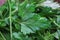 Macro closeup of isolated green raw fresh flat smooth leaf parsley