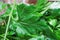 Macro closeup of isolated green raw fresh flat smooth leaf parsley