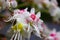 Macro closeup of isolated pink, white, yellow blossoms of horse chestnut tree Aesculus hippocastanum in spring - Germany