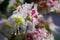 Macro closeup of isolated pink, white, yellow blossoms of horse chestnut tree Aesculus hippocastanum in spring - Germany