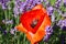 Macro closeup of isolated red corn poppy flower papaver rhoeas in purple lavender field focus on center