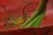 Macro closeup Java Lynx Spider ,Jumping Spider on red leaf
