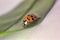 A macro closeup of a lady beetle bug with orange wings and black spots, common insect of europe. Coccinellidae sitting on a green