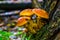 Macro closeup of larch bolete mushrooms growing on a tree trunk, Edible truffle specie from Europe