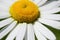 Macro closeup leucanthemum flower head with white rays petals and yellow disk, dark background