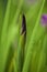 A macro closeup lilac iris flower bud in the garden