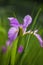 A macro closeup lilac iris flower in the garden