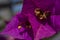 Macro closeup magenta bougainvillea flower. Beautiful bougainvillea flower in tropical garden. Floral wallpaper. Macro