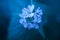 Macro closeup of medicative herb blossom - Garlic  mustard Alliaria petiolata in blue color scheme