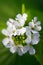 Macro closeup of medicative herb blossom - Garlic  mustard Alliaria petiolata on blurry green background
