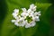 Macro closeup of medicative herb blossom - Garlic  mustard Alliaria petiolata on blurry green background