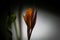 A macro closeup orange canna lily flower in the garden