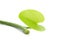 Macro closeup of organic Gulvel or Giloy or Tinospora cordifolia herb Heart-leaved moonseed, guduchi, giloy, crispa fresh green