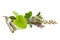 Macro closeup of organic Gulvel or Giloy  Tinospora cordifolia herb with organic holy basil Ocimum tenuiflorum fresh green