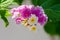 Macro closeup of a ornamental Colorful Hedge Flower, Weeping Lantana