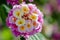 Macro closeup of a ornamental Colorful Hedge Flower, Weeping Lantana