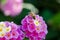 Macro closeup of a ornamental Colorful Hedge Flower, Weeping Lantana, Lantana camara cultivated as honey nectar rich bee