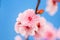 Macro Closeup Pink apricot blossom in blossom