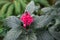 macro closeup of pink bloom of Justicia carnea shrimp flower. Jacobinia flowering plant against green leaves background