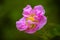 Macro Closeup pink cotton rose on the branch