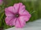 Macro closeup pink trumpet bell flowers of Ipomoea Ipomoea tricolor Mexican morning glory flowering liana climbing plant against