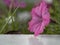 Macro closeup pink trumpet bell flowers of Ipomoea Ipomoea tricolor Mexican morning glory flowering liana climbing plant against