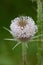 Macro closeup of prickly cone with spines and tiny white flowers of Dipsacus fullonum wild teasel